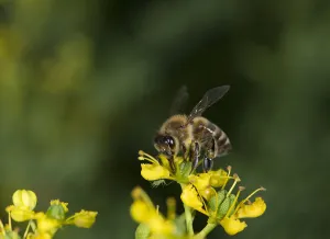 Heather Angel Prints: Honey bee (Apis mellifera) extending proboscis to nectar on Common rue (Ruta graveolens)
