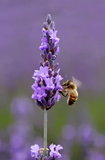 Honey bee (Apis mellifera) feeding from Lavender (Lavandula) flowers, Mayfield Lavender Farm