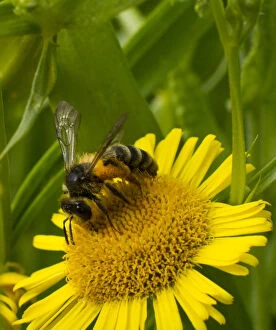 European Honey Bee Gallery: Honey bee (Apis mellifera) on Fleabane (Erigion eriginousus) Newport Marshes Reserve