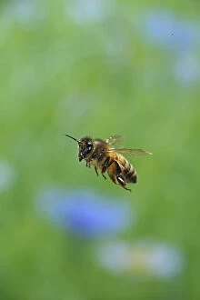 Honey bee (Apis mellifera) in flight, Surrey, England, July