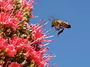 Apis Mellifica Prints: Honey bee (Apis mellifera) flying in to nectar from Mount Teide bugloss (Echium wildpretii) flowers