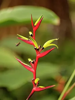 Apis Mellifica Prints: Honey bee (Apis mellifera) flying towars a Parrot flower (Heliconia psittacorum)