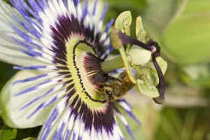 Apis Mellifica Prints: Honey bee (Apis mellifera) foraging on a passion flower (Passiflora caerulea), Berkshire