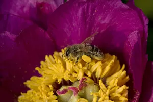 Honey bee (Apis mellifera) foraging on Peony (Paeonia officinalis) pollen. Surrey, England, UK