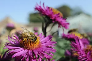 Honeybee Gallery: Honey bee (Apis mellifera) foraging on Pink asters (Aster novae-angliae) in garden