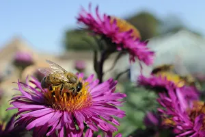 Honeybees Prints: Honey bee (Apis mellifera) foraging on Pink asters (Aster novae-angliae) in garden