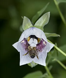 Honey Bee Gallery: Honey bee (Apis mellifera) nectaring on Bonnet bellflower (Codonopsis clematidea)
