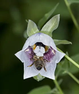 Heather Angel Prints: Honey bee (Apis mellifera) nectaring on Bonnet bellflower (Codonopsis clematidea)