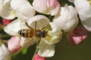 2020 June Highlights Collection: Honey bee (Apis mellifera) nectaring on a Crab apple (Malus sylvestnis
