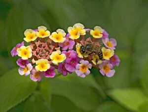 Alien Species Gallery: Honey bee (Apis mellifera) nectaring on freshly opened yellow Lantana (Lantana camara) flowers