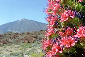 Apis Mellifica Prints: Honey bee (Apis mellifera) nectaring from Mount Teide bugloss (Echium wildpretii)
