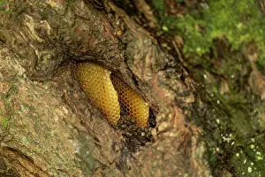 Apis Mellifica Prints: Honey bee (Apis mellifera) nest with workers in tree, Cornwall, England, UK. October