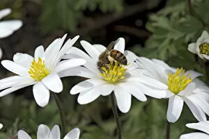 Heather Angel Collection: Honey bee (Apis mellifera) with full pollen baskets feeding on Balkan anemone (Anemone blanda)