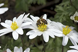 Heather Angel Prints: Honey bee (Apis mellifera) with full pollen baskets feeding on Balkan anemone (Anemone blanda)