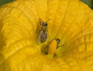 Honey bee (Apis mellifera) with pollen grains on back. Inside male Squash (Cucurbita sp) flower