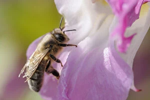 Honey bee (Apis mellifera) with very tatty, worn wings and dusted with pollen, visiting
