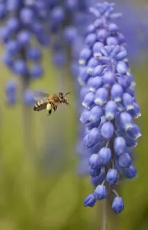 Approaches Gallery: Honey bee (Apis mellifera) visiting Grape hyacinth, Sheffield, UK