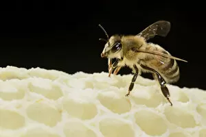 Apis Mellifera Collection: Honey bee (Apis mellifera) worker on freshly made honey comb, Kiel, Germany, May