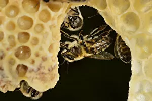 European Honey Bee Gallery: Honey bee (Apis mellifera) workers looking after queen cells, Kiel, Germany