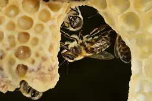 Apis Mellifica Prints: Honey bee (Apis mellifera) workers looking after queen cells, Kiel, Germany