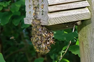 Apis Mellifica Prints: Honey bees (Apis mellifera) small swarm clustered temporarily on an insect hotel in a garden