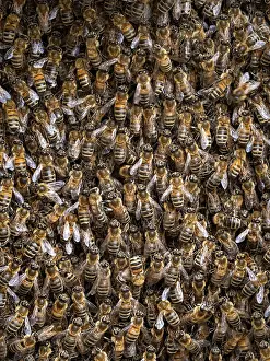 Apis Mellifica Prints: Honey bees (Apis mellifera) swarm resting, London, England, UK. May