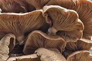 Fungus Gallery: Honey fungus (Armillaria borealis) growing on dead birch, Sherwood Forest, Nottinghamshire