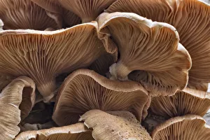 Autumn Prints: Honey fungus (Armillaria borealis) growing on dead birch, Sherwood Forest, Nottinghamshire