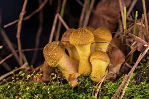 Agaricales Prints: Honey fungus (Armillaria cepistipes), Italy. October