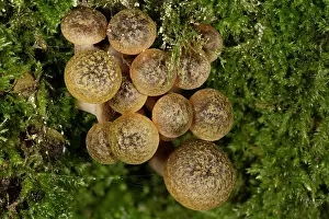 Mosses Prints: Honey fungus (Armillaria mellea)