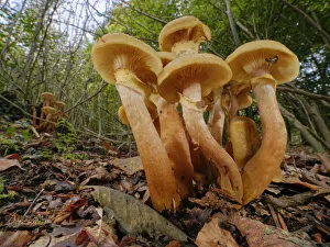Honey fungus (Armillaria mellea) clumps in deciduous woodland, Buckholt Wood NNR