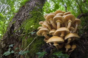 Honey Fungus (Armillaria mellea) growing on mature Ash tree (Fraxinus excelsior)