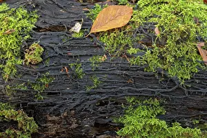 Formation Prints: Honey fungus (Armillaria mellea) growing in rhizomorphs on log