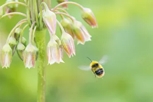Honey garlic (Nectaroscordium siculum) with Bumblebee in flight Honey garlic (Nectaroscordium siculum) with Bumblebee in flight