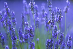 Purple Gallery: Honeybee (Apis melifera) visiting Lavender (Lavendula angustifolia) in lavender fields