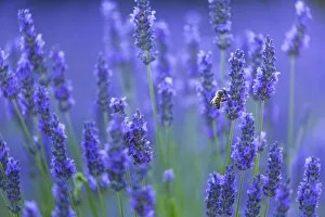 Honeybee (Apis melifera) visiting Lavender (Lavendula angustifolia) in lavender fields