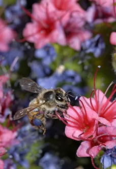 Images Dated 1st June 2021: Honeybee (Apis melifera) visiting Tajinaste rojo (Echium wildpretii)