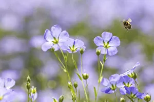Honey Bee Gallery: Honeybee (Apis meliffera) visiting flax flowers, (Linum usitatissimum), Monmouthshire Wales