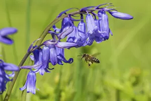 Purple Gallery: Honeybee (Apis mellifera) flying to Bluebell flowers (Hyacinthoides non-scripta) Monmouthshire