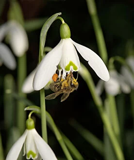 Honeybee Gallery: Honeybee (Apis mellifera) with full pollen baskets and pollen on head, thorax and abdomen