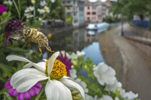 Honey Bee Gallery: Honeybee (Apis mellifera) taking off from flower with canal in the background, Strasbourg, France