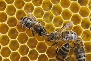 Images Dated 23rd April 2010: Honeybee workers exchanging food - known as trophallaxis (Apis mellifera) Sussex, UK