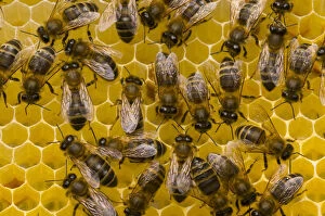 Honeybee Gallery: Honeybees (Apis mellifera) on honeycomb. Scotland, UK, May 2010