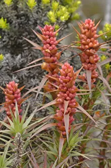 April 2021 Highlights Collection: Honeybush (Richea scoparia). Tasmania, Australia. December