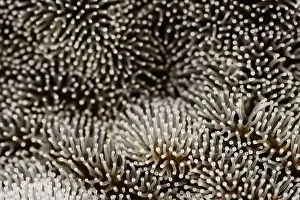 Mould Prints: Honeycomb coral slime mold (Ceratiomyxa fruticulosa)