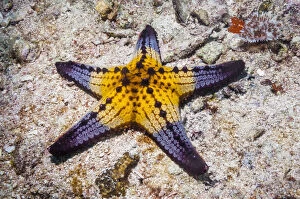 Images Dated 12th September 2016: Honeycomb / Cushion starfish (Pentaceraster alveolatus) Malapascua Island, Philippines