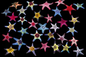 Composite Images Prints: Honeycomb / Cushion starfish (Pentaceraster alveolatus)