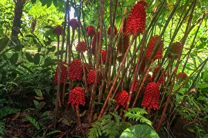 Zingiberales Prints: Honeycomb ginger (Tapeinochilos ananassae) in flower in a shady area in a garden