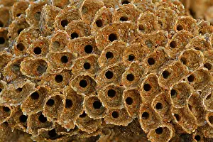 Cryptic Prints: Honeycomb worm (Sabellaria alveolata) close-up of tube entrances