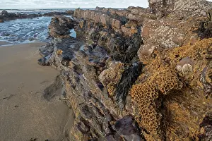 Annelid Prints: Honeycomb worm (Sabellaria alveolata) tubes on rocks along the coast